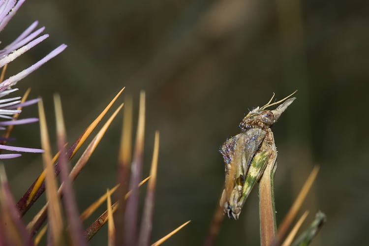 Empusa pennata