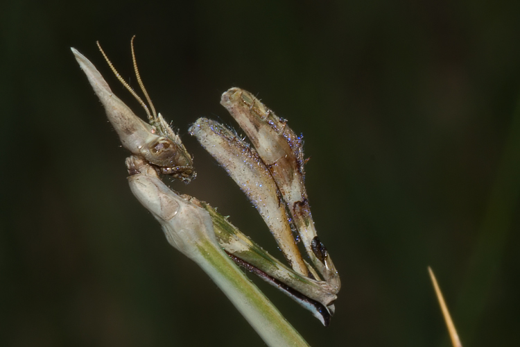 Empusa pennata