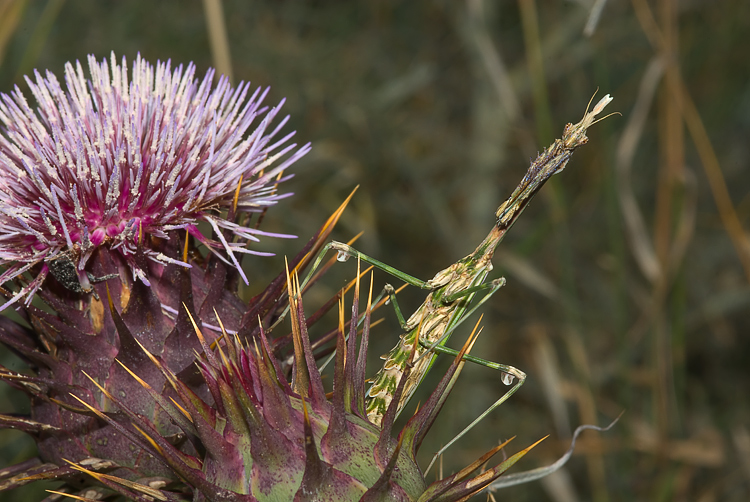 Empusa pennata