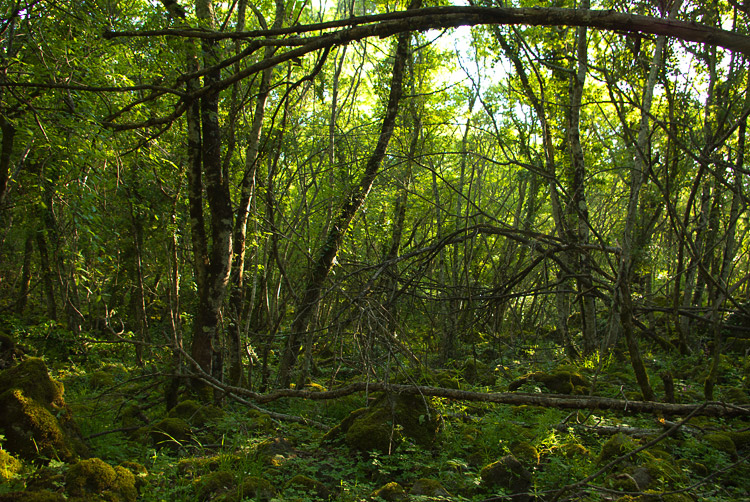 La Selva del Lamone ed il Sentiero dei Briganti