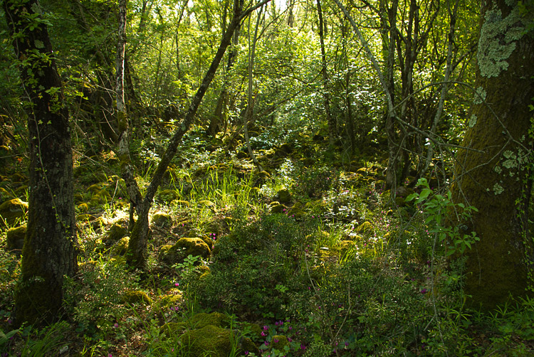 La Selva del Lamone ed il Sentiero dei Briganti