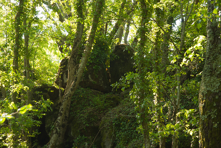 La Selva del Lamone ed il Sentiero dei Briganti