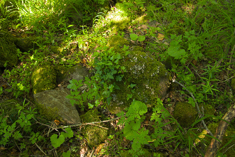 La Selva del Lamone ed il Sentiero dei Briganti
