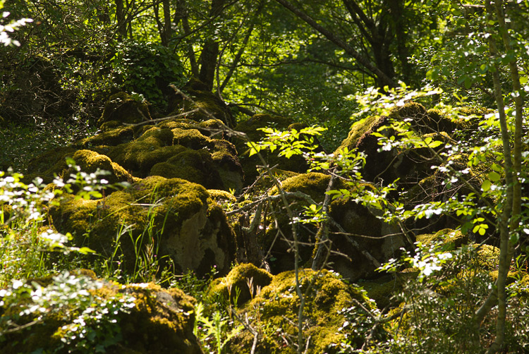 La Selva del Lamone ed il Sentiero dei Briganti