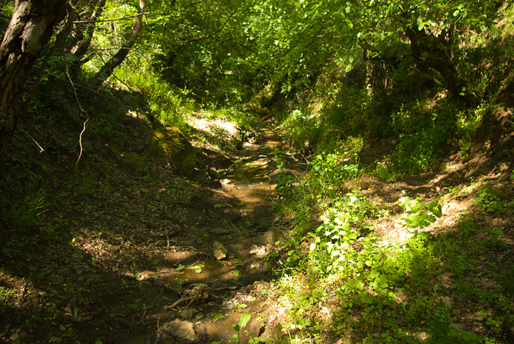 La Selva del Lamone ed il Sentiero dei Briganti