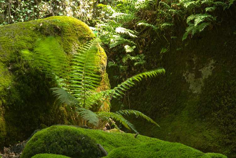 La Selva del Lamone ed il Sentiero dei Briganti