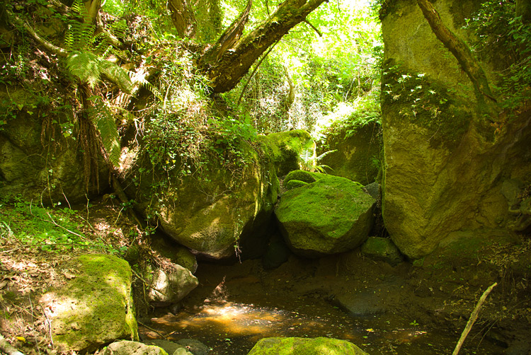 La Selva del Lamone ed il Sentiero dei Briganti