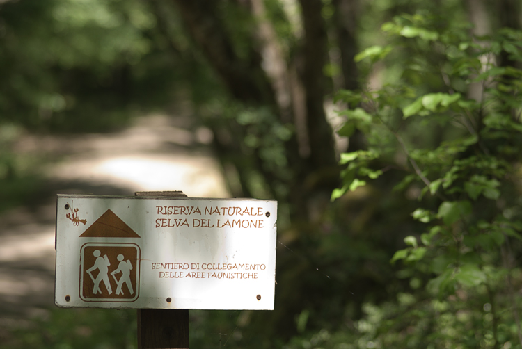 La Selva del Lamone ed il Sentiero dei Briganti