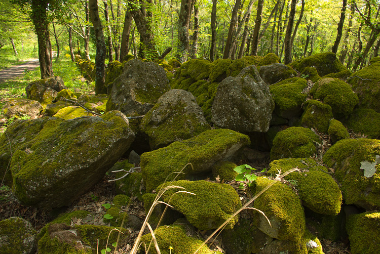 La Selva del Lamone ed il Sentiero dei Briganti