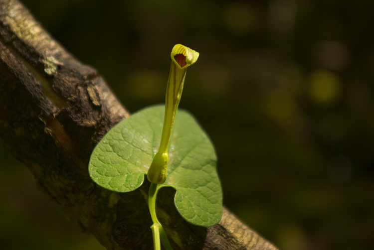 La Selva del Lamone ed il Sentiero dei Briganti