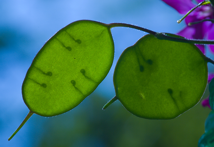 Lunaria annua / Lunaria meridionale