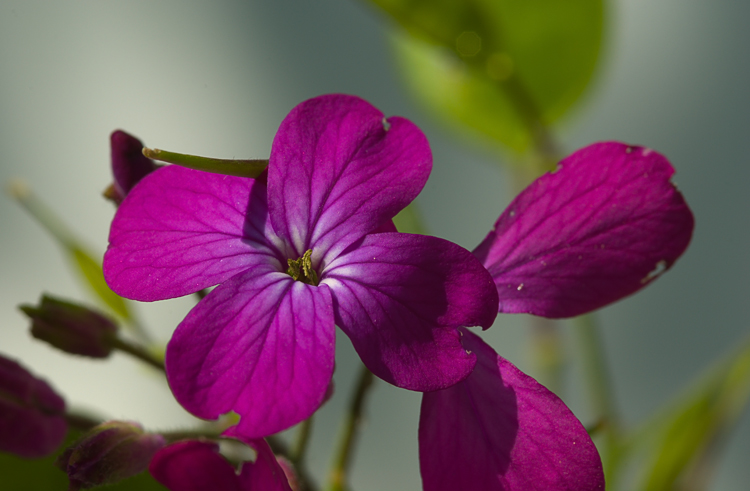 Lunaria annua / Lunaria meridionale