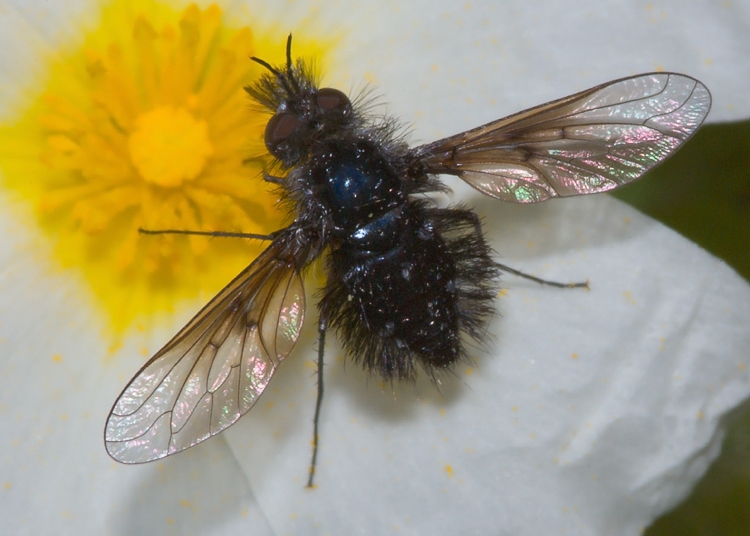 Bombylella atra (Bombyliidae)