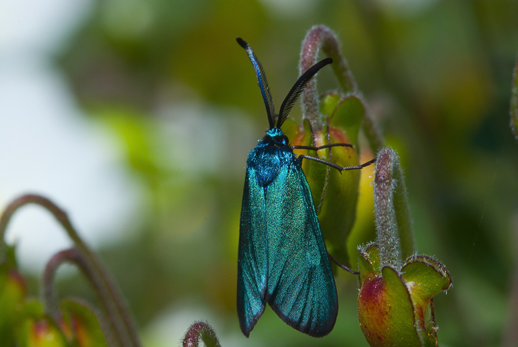 Jordanita globulariae ?