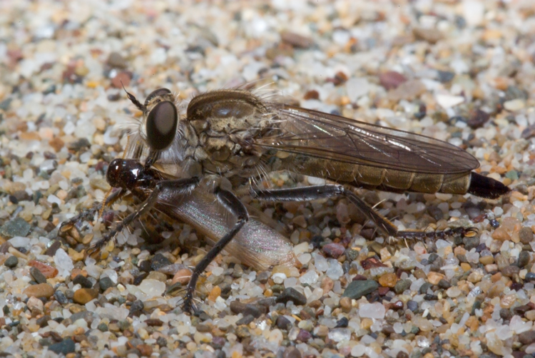 Tolmerus (atricapillus?)