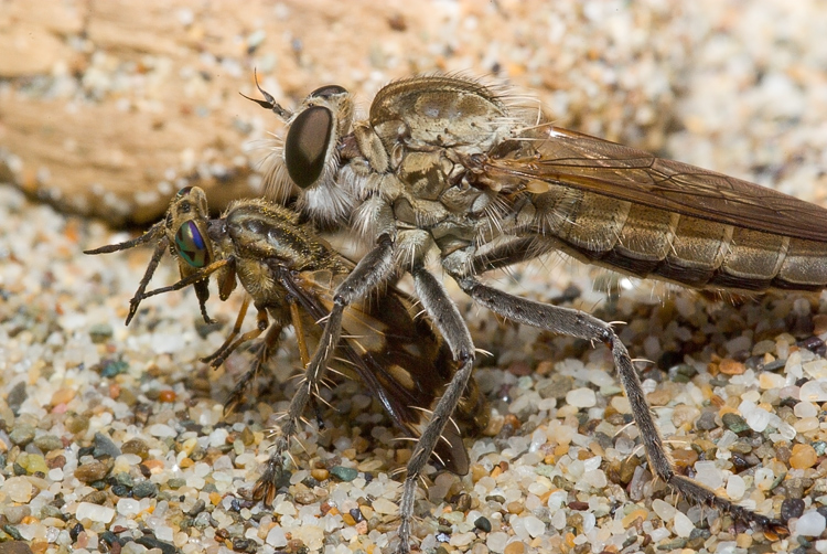 Tolmerus (atricapillus?)