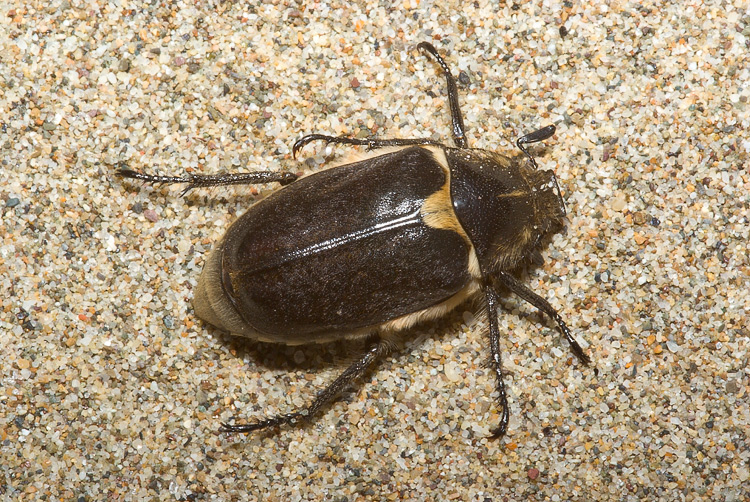 Anoxia scutellaris