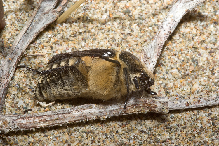 Anoxia scutellaris