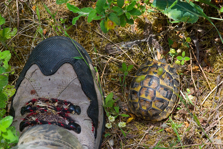 La Diaccia Botrona - Padule di Castiglione della Pescaia