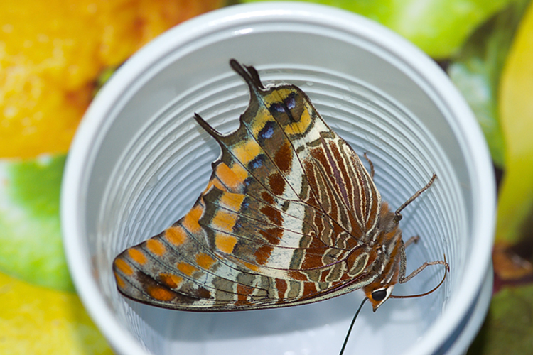 Charaxes jasius