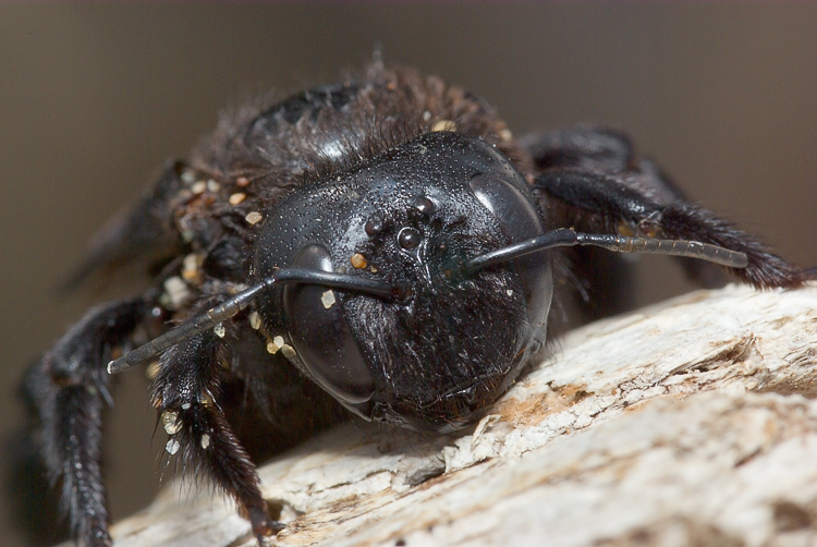 Apidae Xylocopinae: Xylocopa sp.