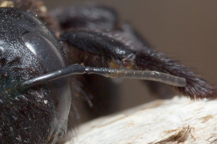 Apidae Xylocopinae: Xylocopa sp.