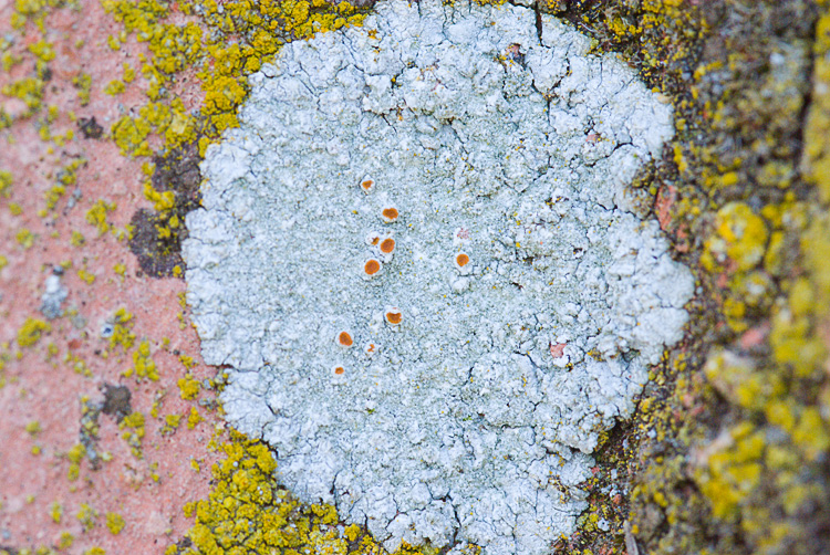 Diaccia Botrona - Caloplaca teicholyta