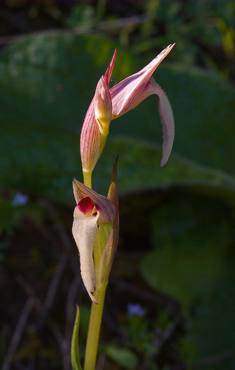 Serapias sp. da determinare