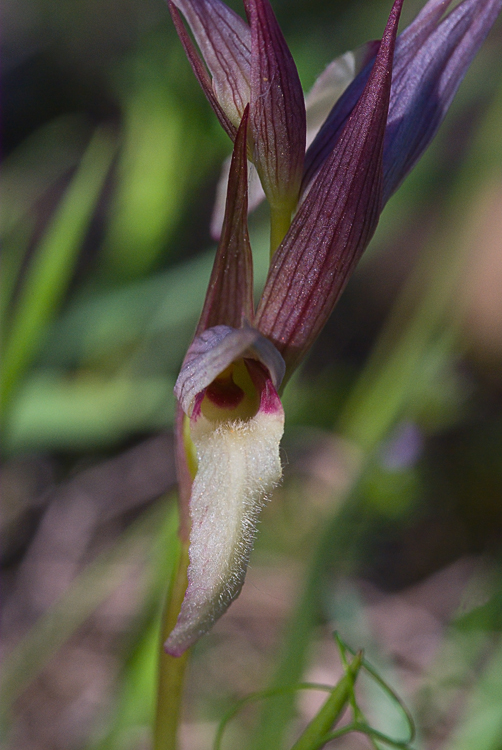 Serapias sp. da determinare