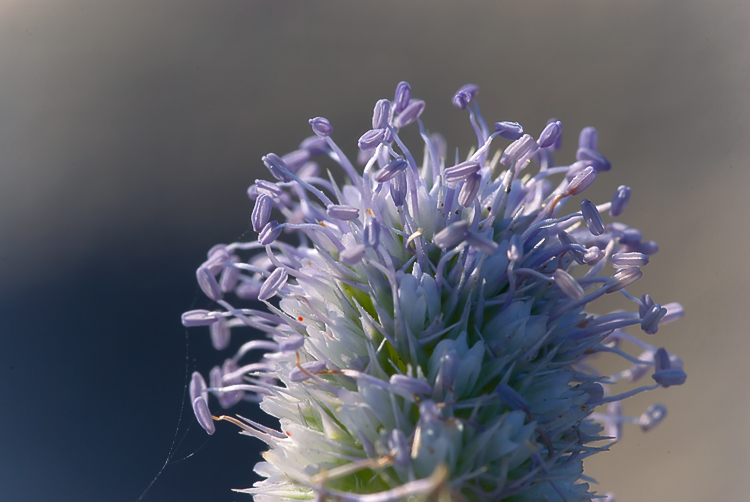 Eryngium maritimum / Calcatreppola marittima