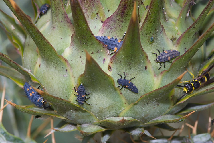 larva