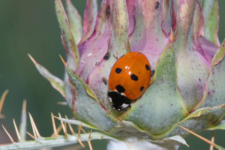 larva