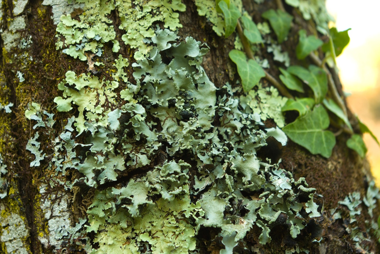 Selva del Lamone:Flavoparmelia caperata, Parmotrema perlatum