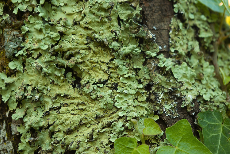 Selva del Lamone:Flavoparmelia caperata, Parmotrema perlatum