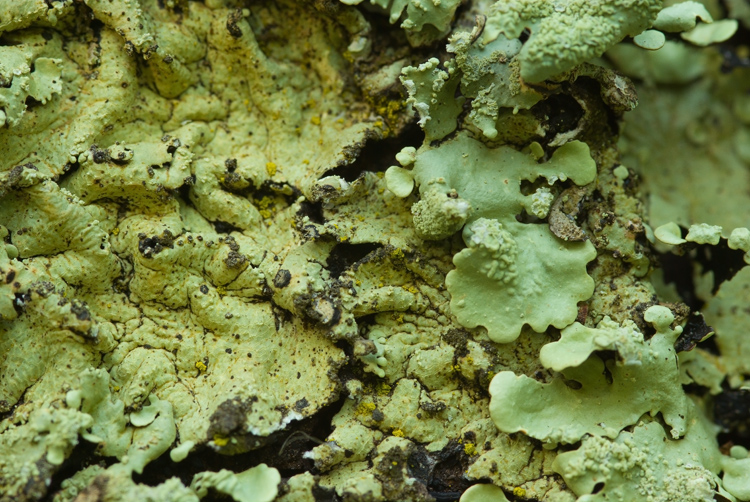 Selva del Lamone:Flavoparmelia caperata, Parmotrema perlatum