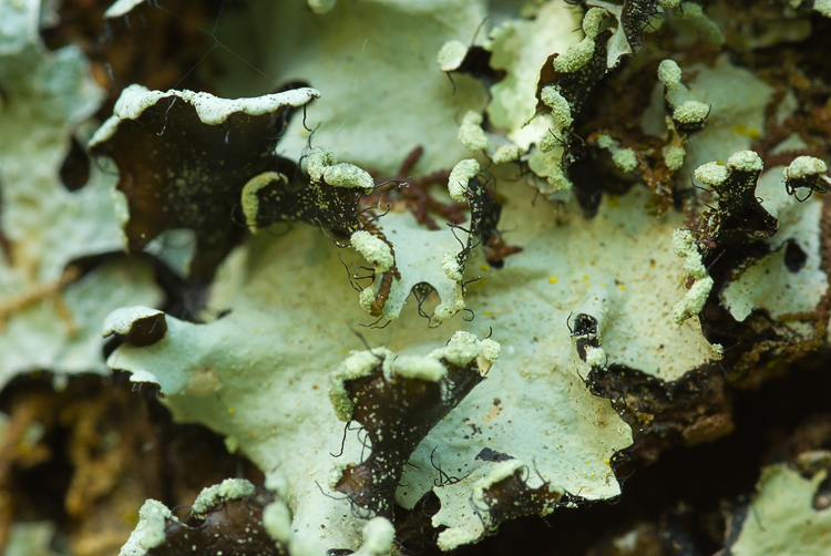 Selva del Lamone:Flavoparmelia caperata, Parmotrema perlatum