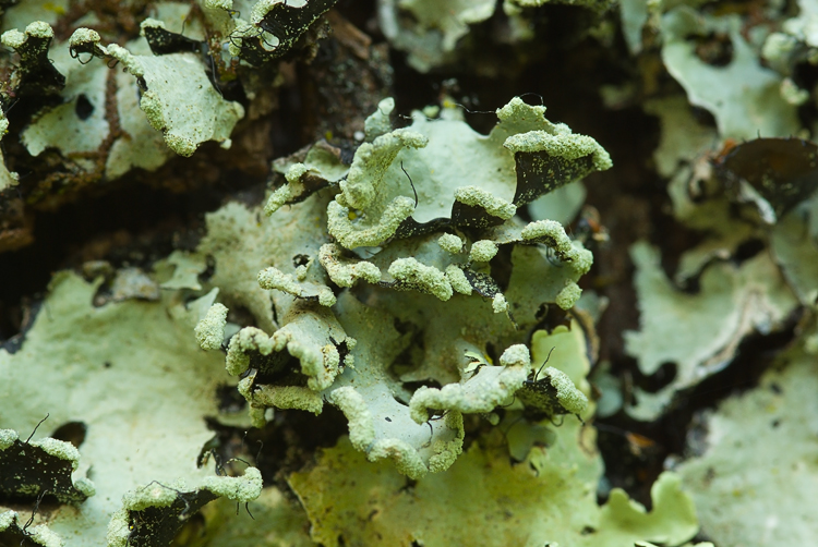 Selva del Lamone:Flavoparmelia caperata, Parmotrema perlatum