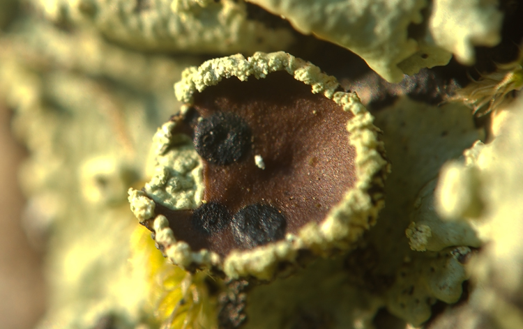 Selva del Lamone - Flavoparmelia caperata