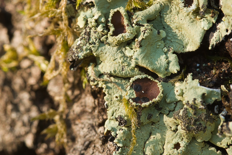 Selva del Lamone - Flavoparmelia caperata