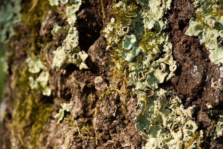 Selva del Lamone - Flavoparmelia caperata