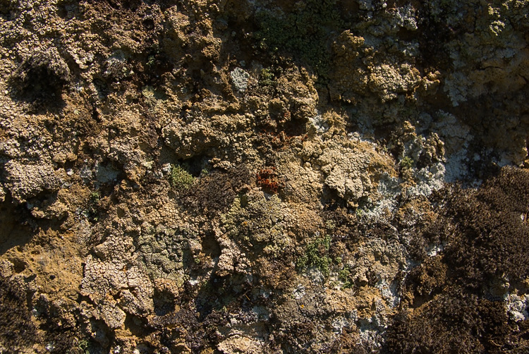 Selva del Lamone - Caloplaca crenularia