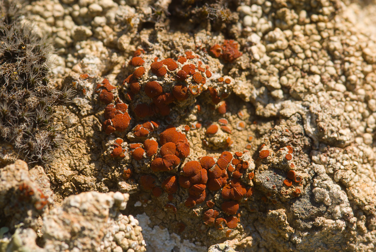 Selva del Lamone - Caloplaca crenularia
