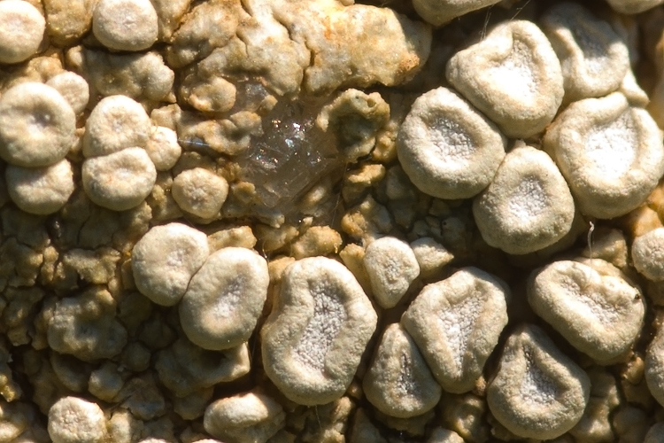 Selva del Lamone -  Ocholechia parella