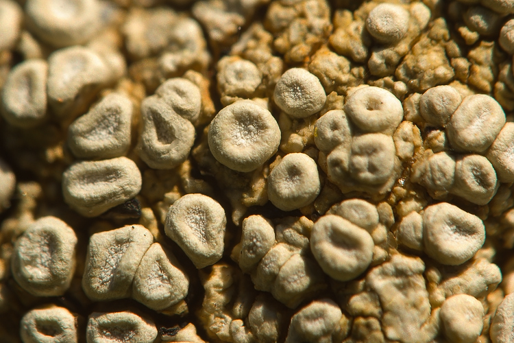 Selva del Lamone -  Ocholechia parella