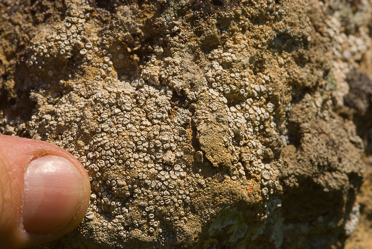 Selva del Lamone -  Ocholechia parella