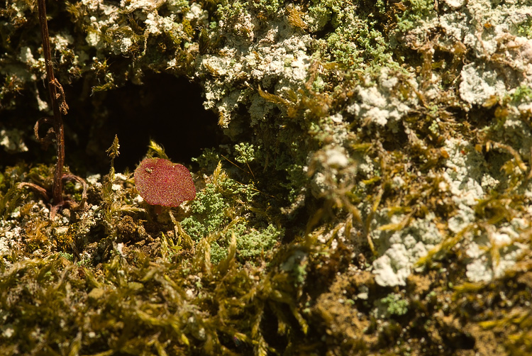 Selva del Lamone -  Stereocaulon ?