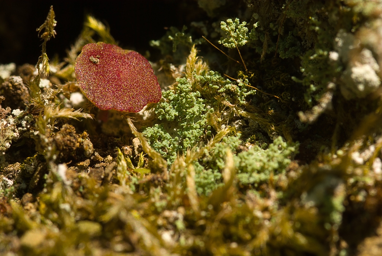 Selva del Lamone -  Stereocaulon ?