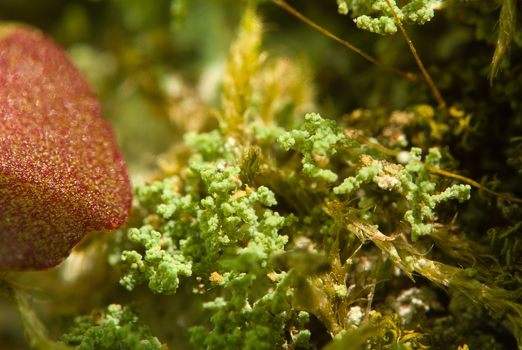 Selva del Lamone -  Stereocaulon ?