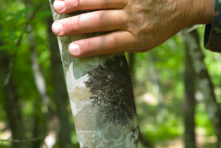 Selva del Lamone - Epatica da det.