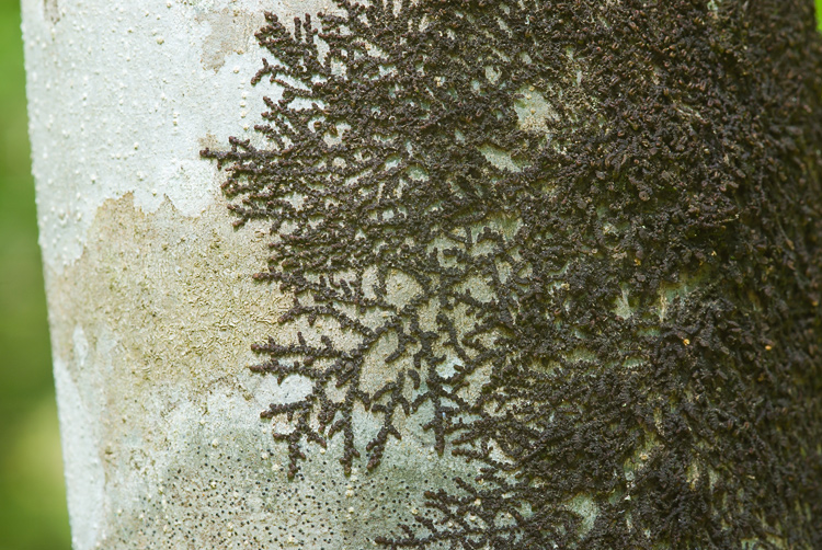 Selva del Lamone - Epatica da det.